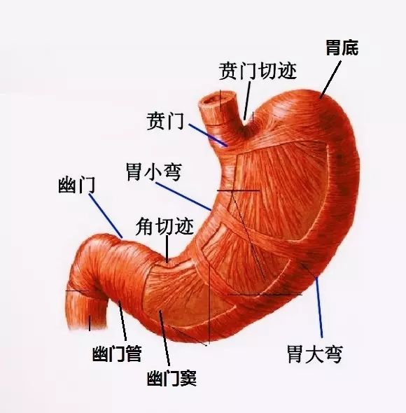 胃壁结构手绘图图片